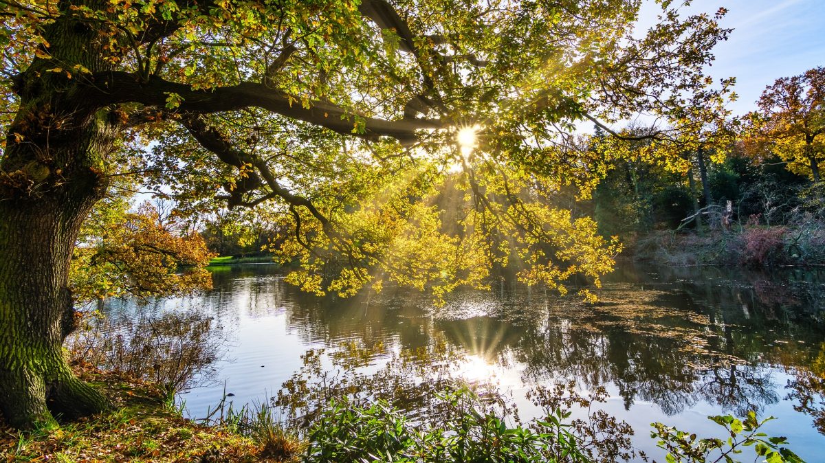 Baum im Herbst